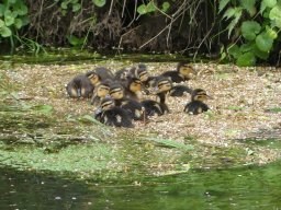 Enten Familie